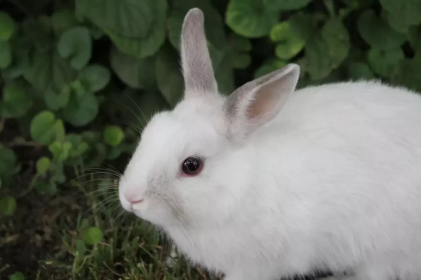 Tavşanların Genel Özellikleri Nelerdir?