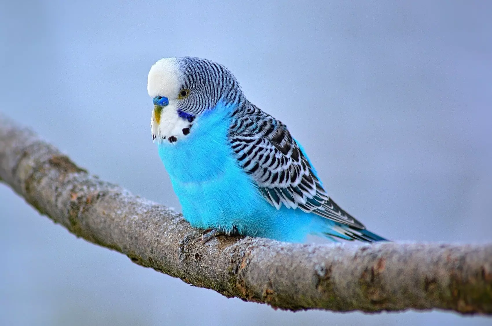 Muhabbet kuşu Maviş